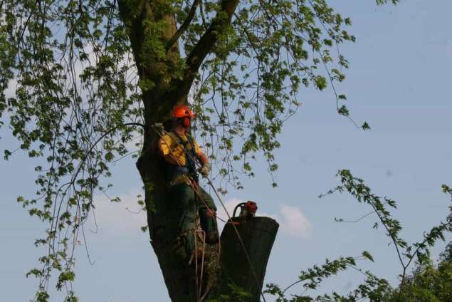 kappen rooien van een boom in tilburg